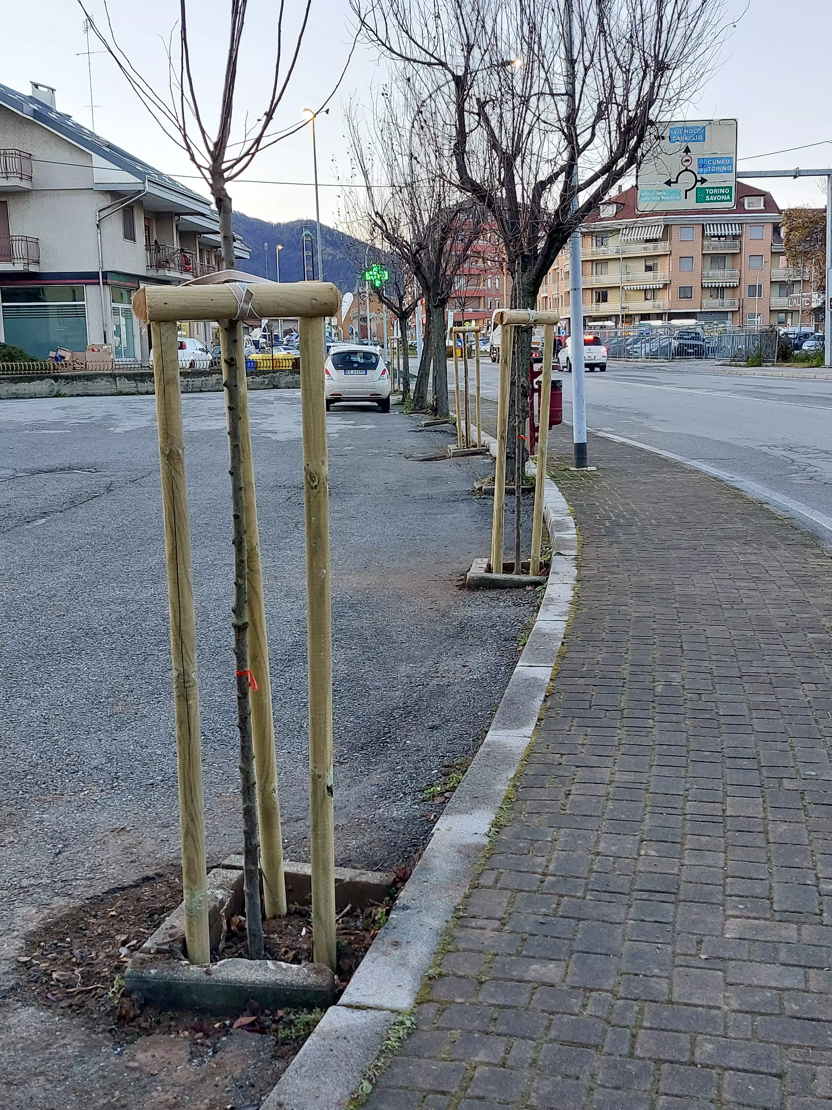 Intervento di rigenerazione del verde in via Po a Borgo San Dalmazzo