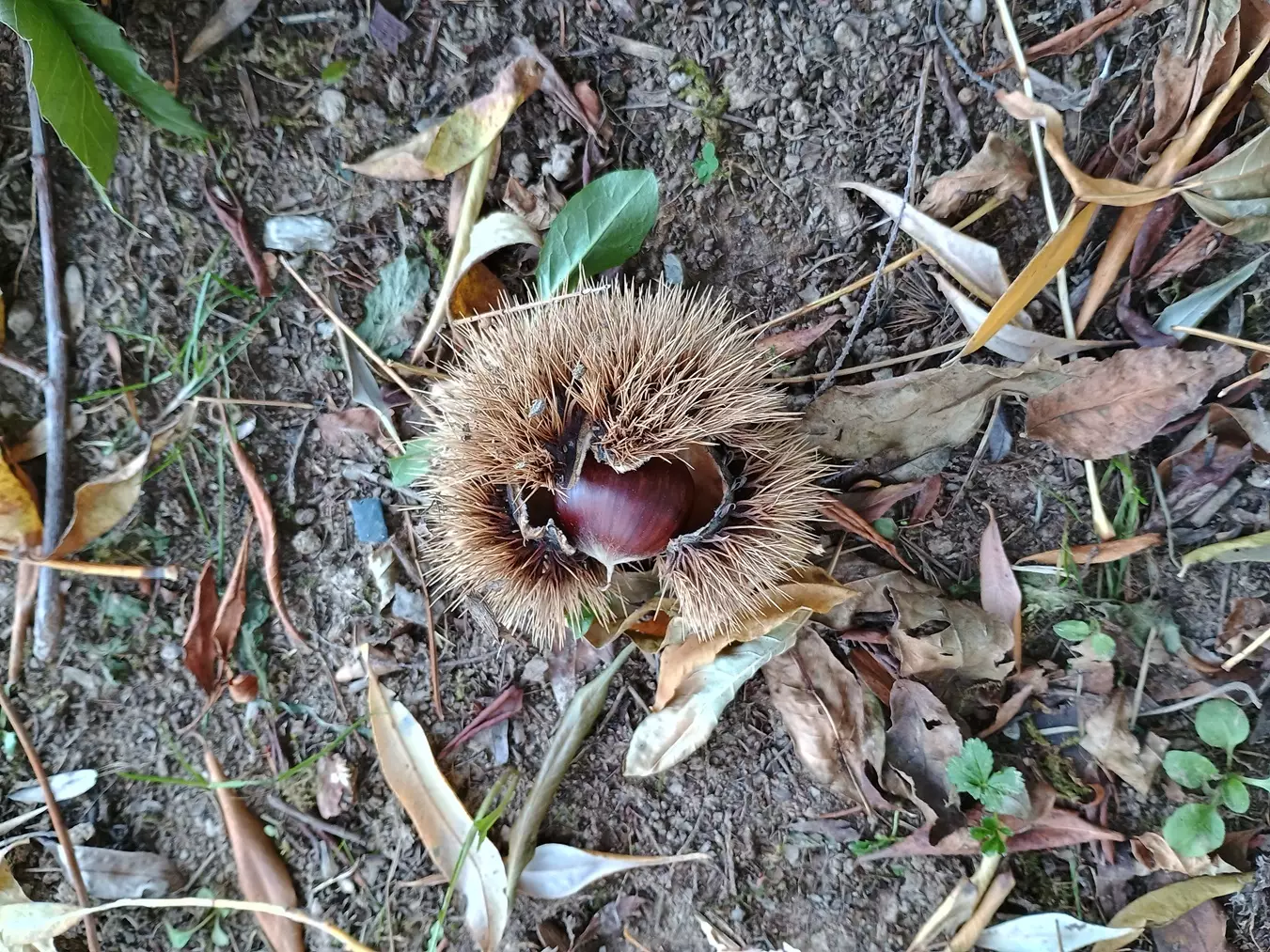 Mercato delle Castagne (01)
